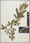 Foto von Salix pentandra L.